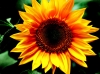 Картина по номерам Квітка сонця